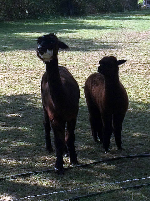 Nieuwsgierige alpaca's